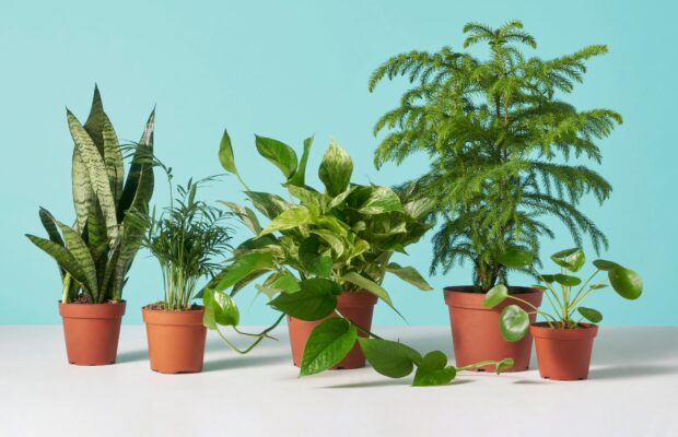 Houseplants- how they benefit your health!