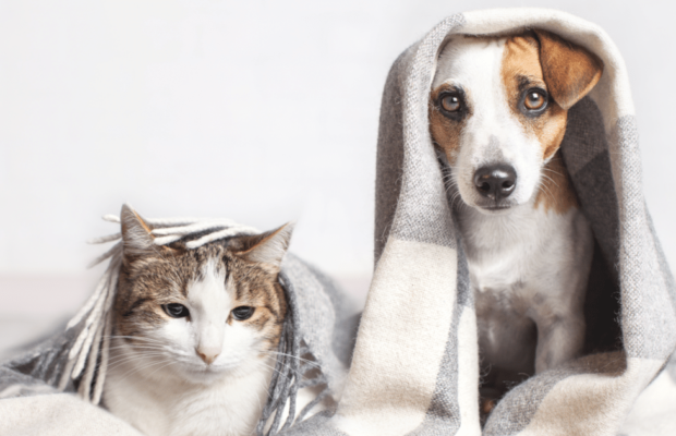 Furry Friends in Frigid Temps!